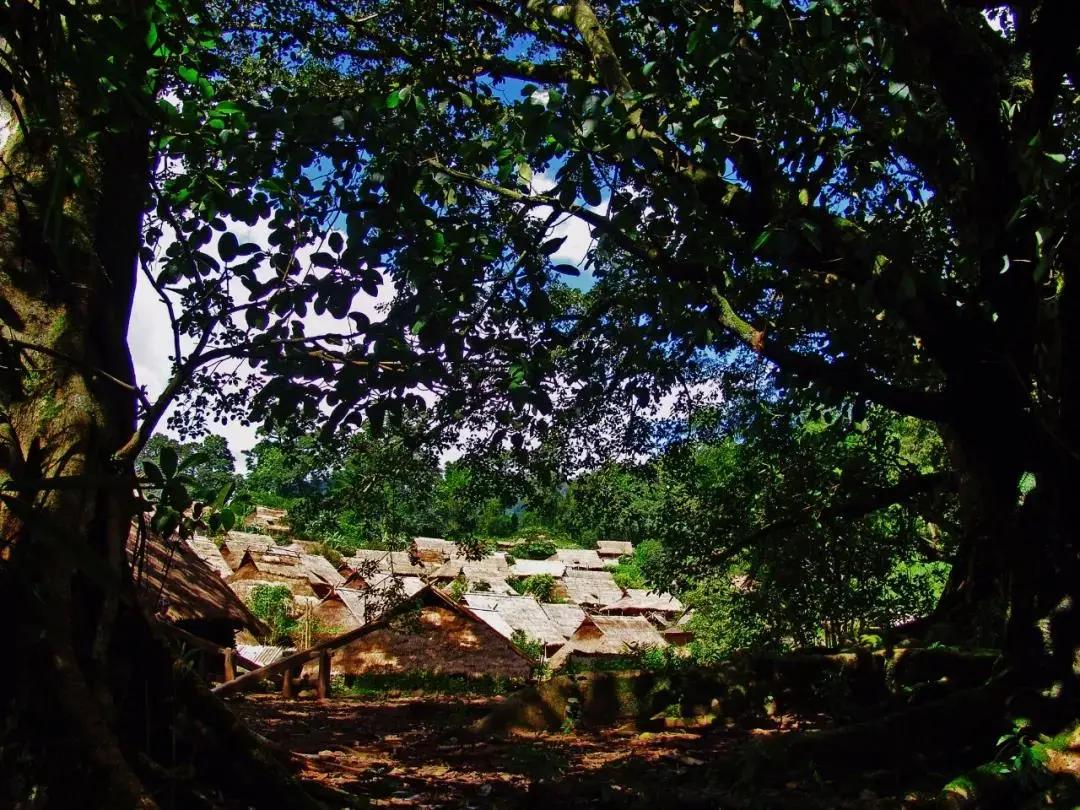 被烧之前的云南翁丁原始部落,我国最古老的村庄被烧毁