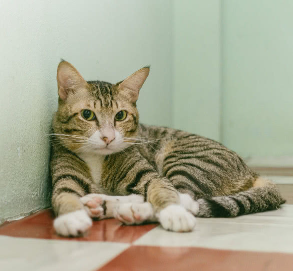 猫咪为什么会得慢性肾病,猫咪眼睛白内障的症状有哪些表现