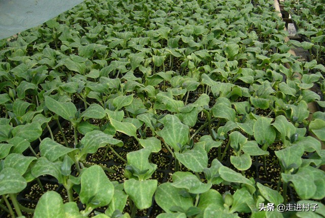 冬春茬黄瓜防萎蔫有办法,秋季黄瓜高温死苗怎么办