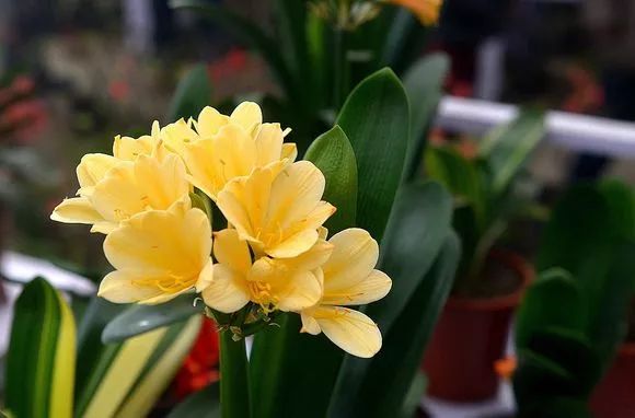 好养的兰花既高贵又漂亮惹人喜欢,哪种兰花最好养四季开花又很香