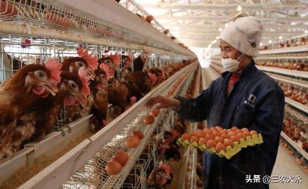 你知道鸡为什么会飞,你知道鸡为什么会抱窝吗