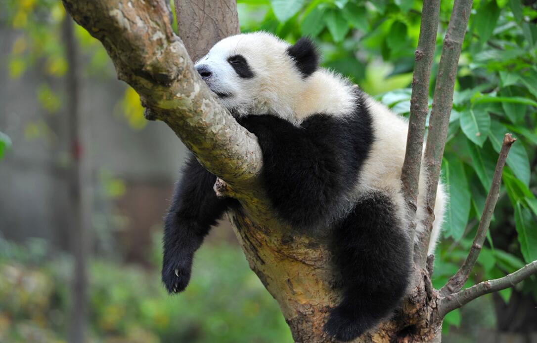 首次发现野生金钱豹,四川惊现野生金钱豹是真的吗