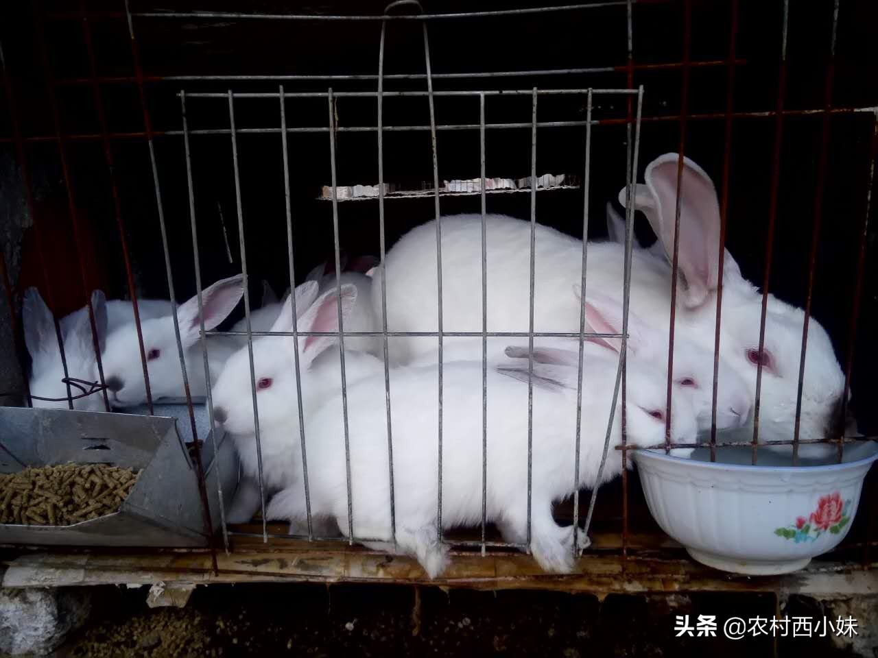 兔子感冒会传染给大人吗,家里的宠物兔子感冒怎么办