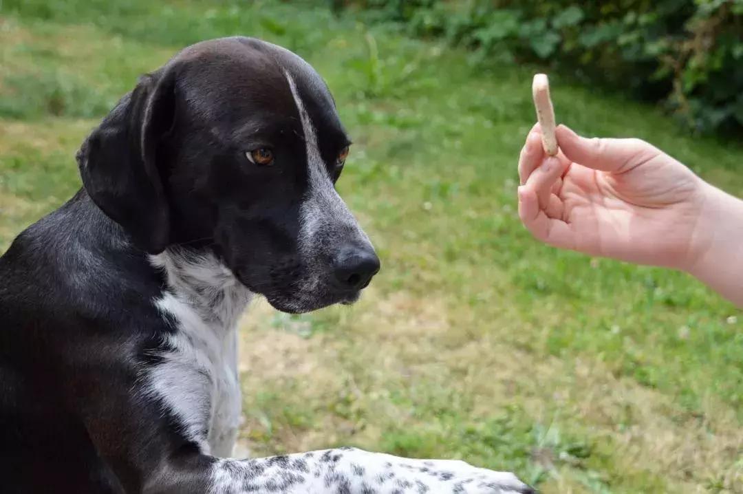 爱训犬,训犬狗狗不听话怎么办