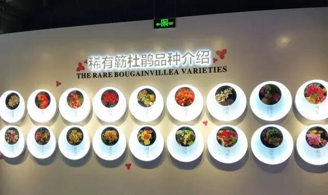 深圳花海景区推荐图片大全,深圳哪里有大片花海