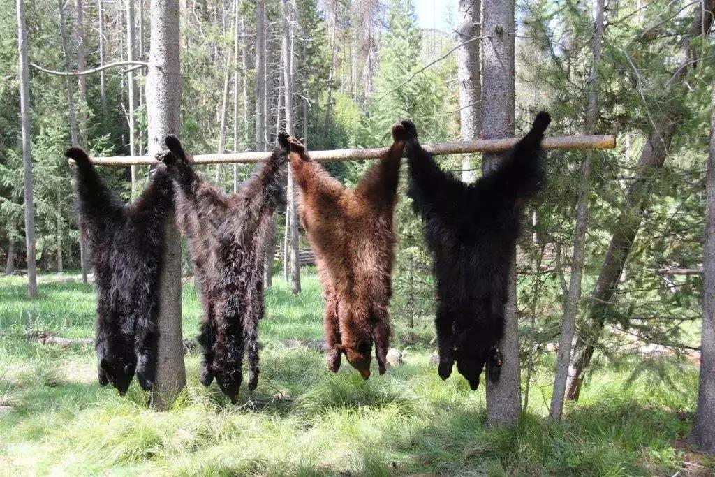 与熊同居28年后神秘死亡，这个女人传奇的一生，隐藏着惊人结局……