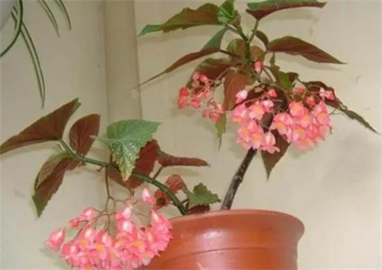 竹节海棠怎么养护长得好开花多,竹节海棠怎么养花开得多