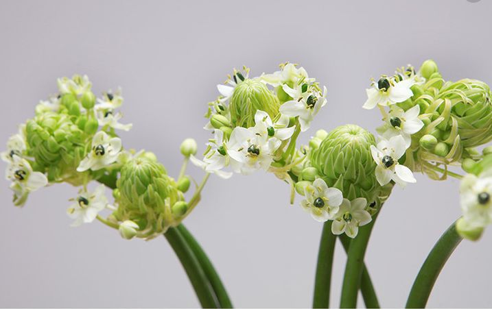 50种鲜切花花语，每个花艺师都要知道
