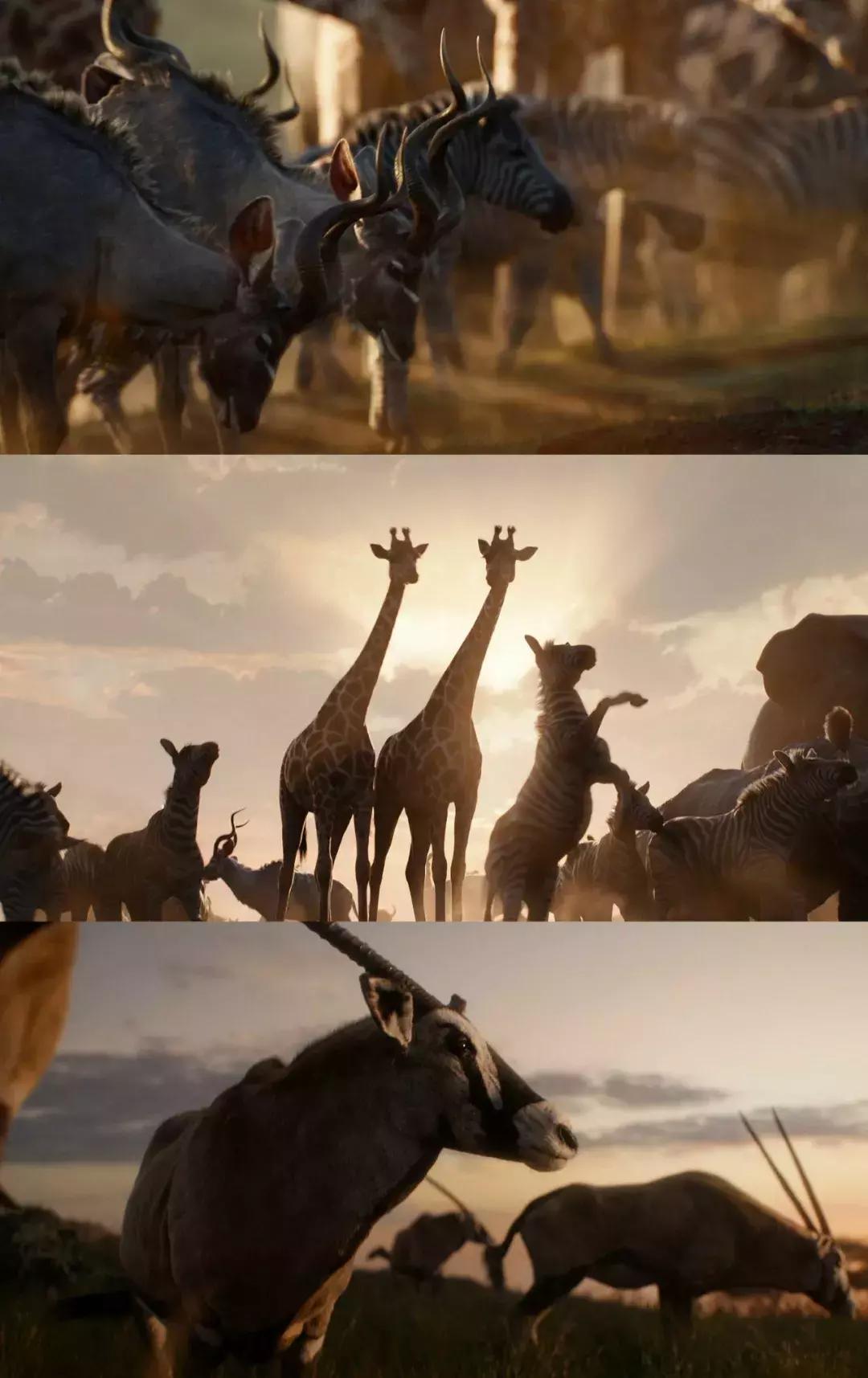 迪士尼为什么这么多狮子王,狮子王是迪士尼出版的吗