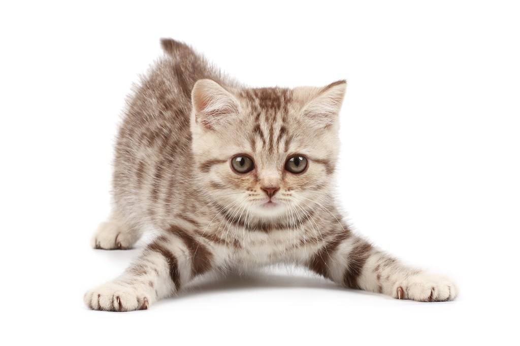 猫癣预防与治疗方法,经验分享治疗猫癣的药有哪些