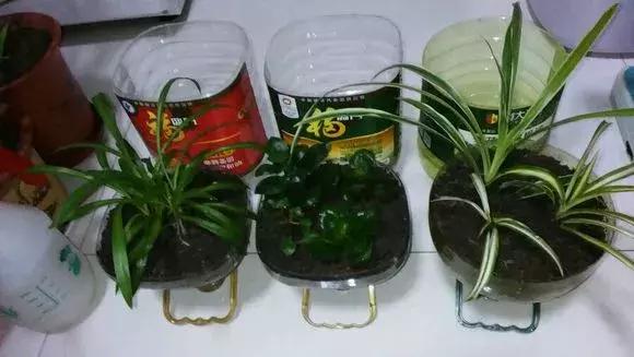 吊兰绿萝花盆制作,用塑料瓶做绿萝吊兰花瓶