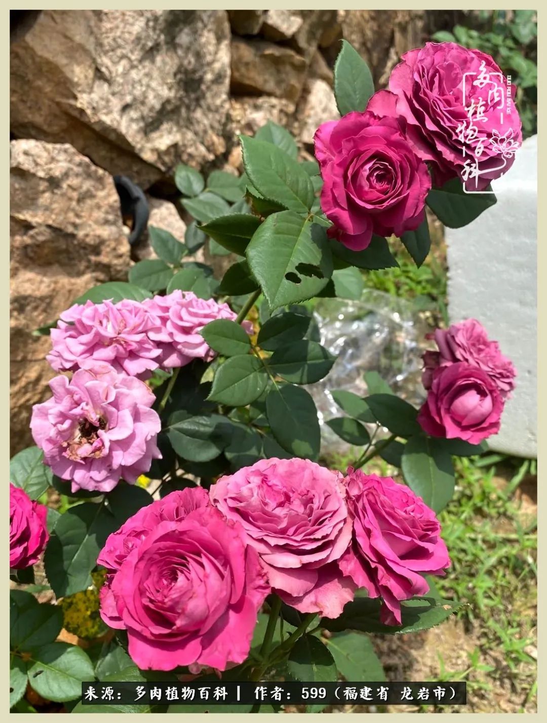 生活需要努力也需要花草,所有的热爱都需要不遗余力图片