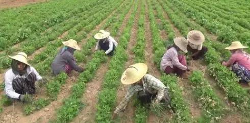 缅甸投资最佳项目,缅甸掸邦的经济发展得怎么样