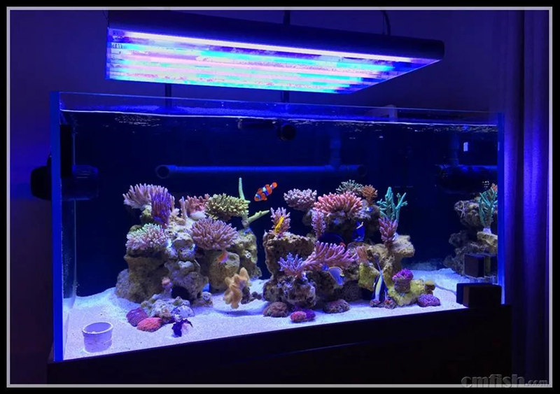 珊瑚缸正确养殖方法,珊瑚缸要怎么维持好水质