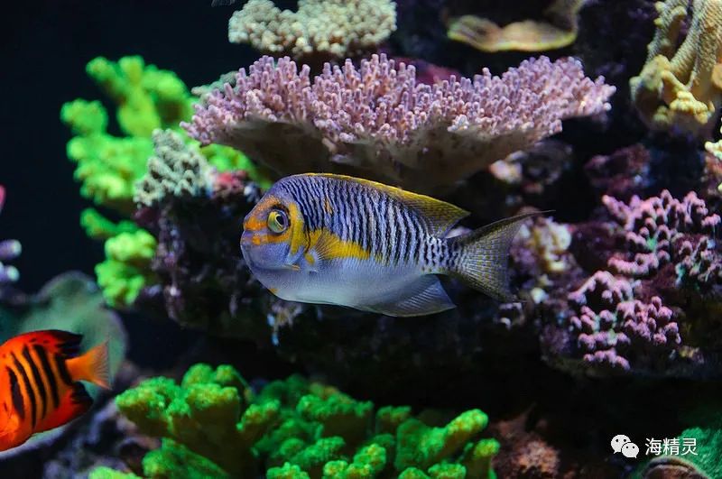 真正的亚洲美人—蒙面燕尾神仙鱼