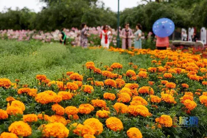 最美的菊花品种大全及价格,世界上最美的八十种菊花大全