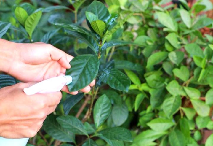 养花招了“红蜘蛛”，用水冲效果咋样？种花多别尝试，很容易成灾