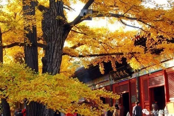 银杏北京打卡地,北京十大银杏观赏地图