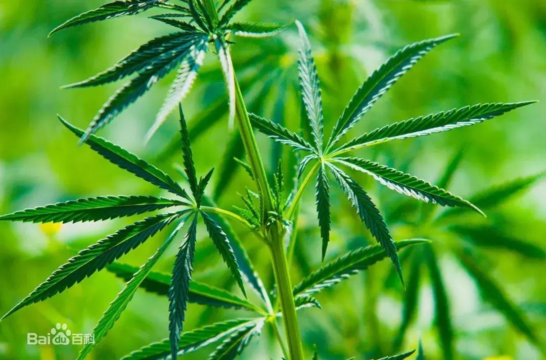 举报种植毒品原植物有什么奖励,违法种植毒品原植物处置情况