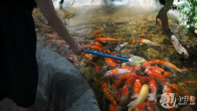 儿童玩的遛娃好去处,有动物的溜娃好去处