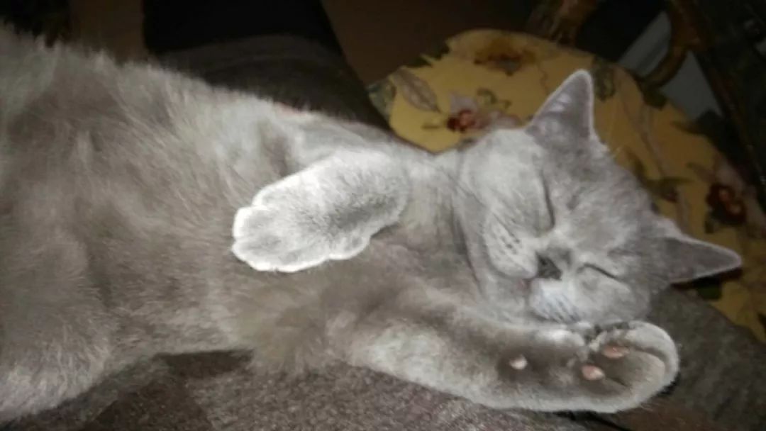 它因猫藓，遭人抛弃；我因猫藓，猫狗双全