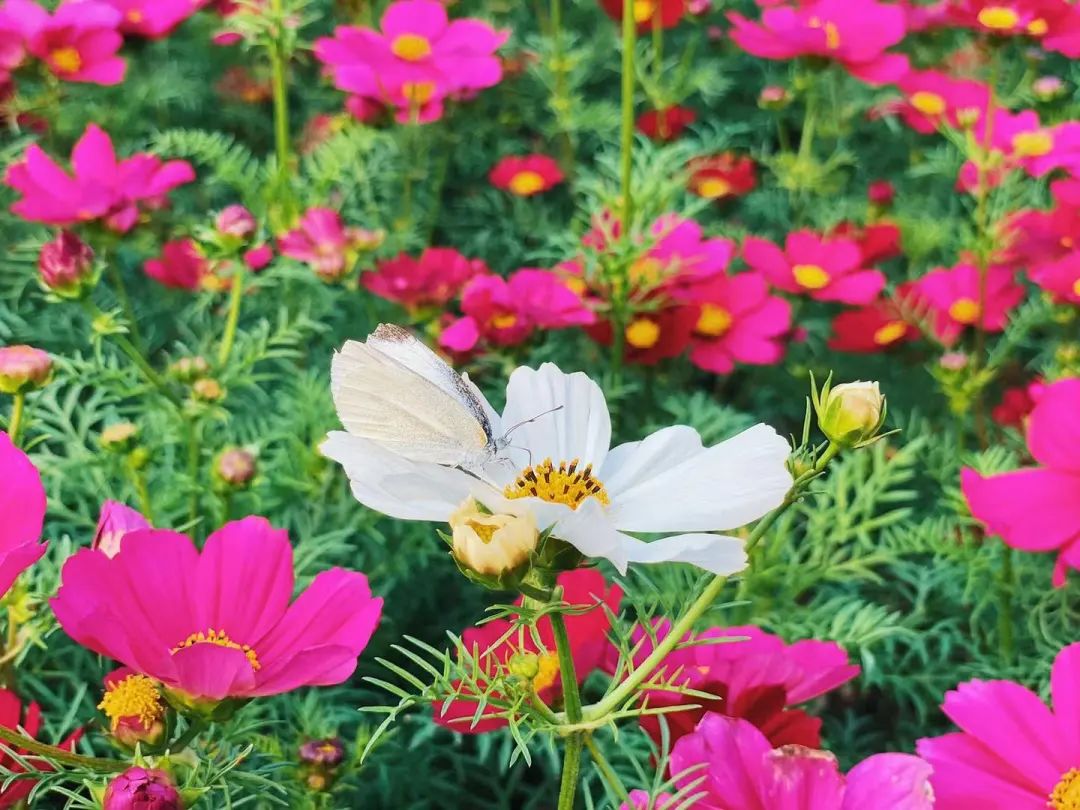 海心沙的花海美爆了,广州海心沙花海