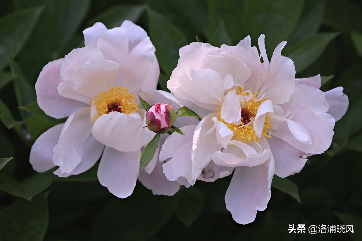 大院绿化的回忆——顺便看看院里的芍药定个究竟有多少种？