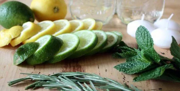 种植物驱蚊种什么好,适合赶走蚊子的植物