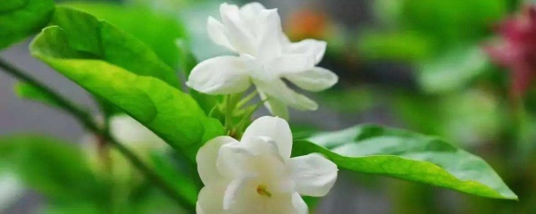 茉莉叶子干枯是怎么回事