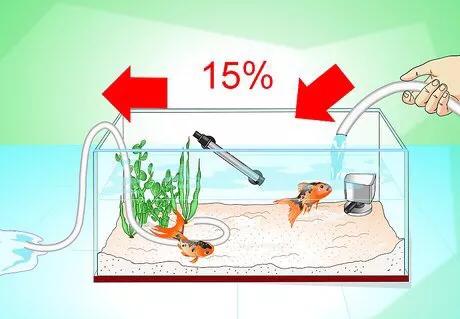 怎么救活金鱼最快最有效,如何挽救快死的金鱼