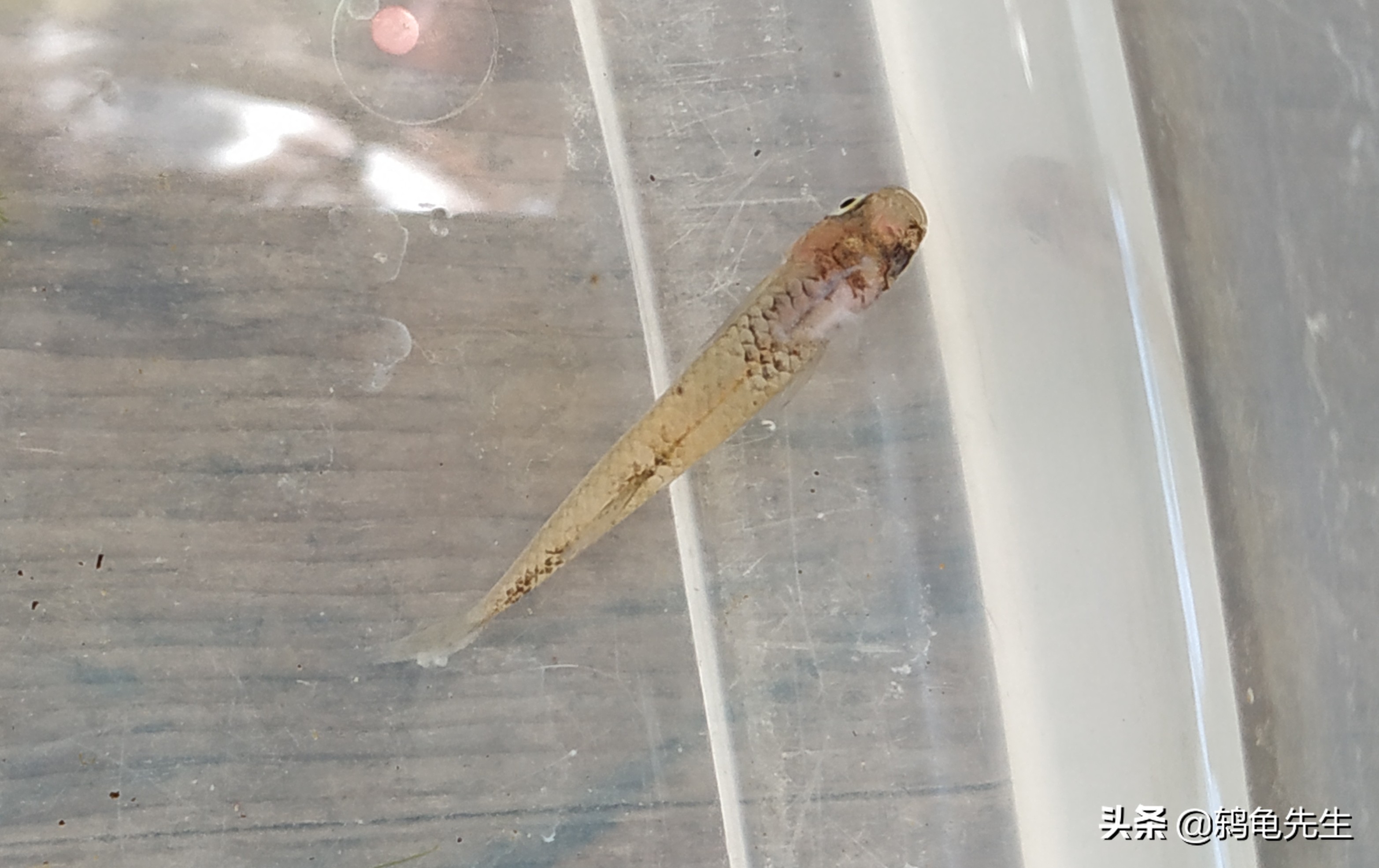 辟谣：水霉病不能按真菌性鱼病治疗？错！这是对水霉菌的一知半解