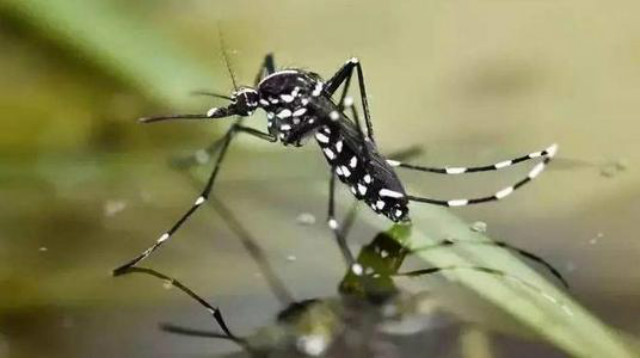 广州蚊子工厂盈利吗,广州工厂专门生产蚊子