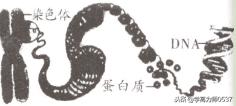 人教版七年级生物期末试卷及答案,2018年七年级生物上学期期末试题