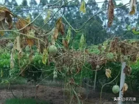 百香果烂根是什么原因,百香果防烂根的方法