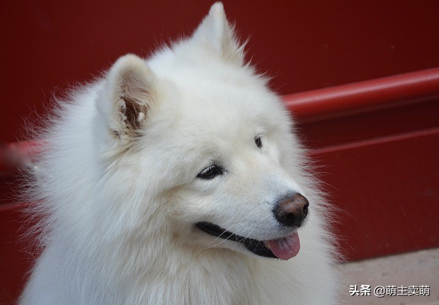 怎么给博美狗狗量体温,萨摩耶幼犬怎么量体温