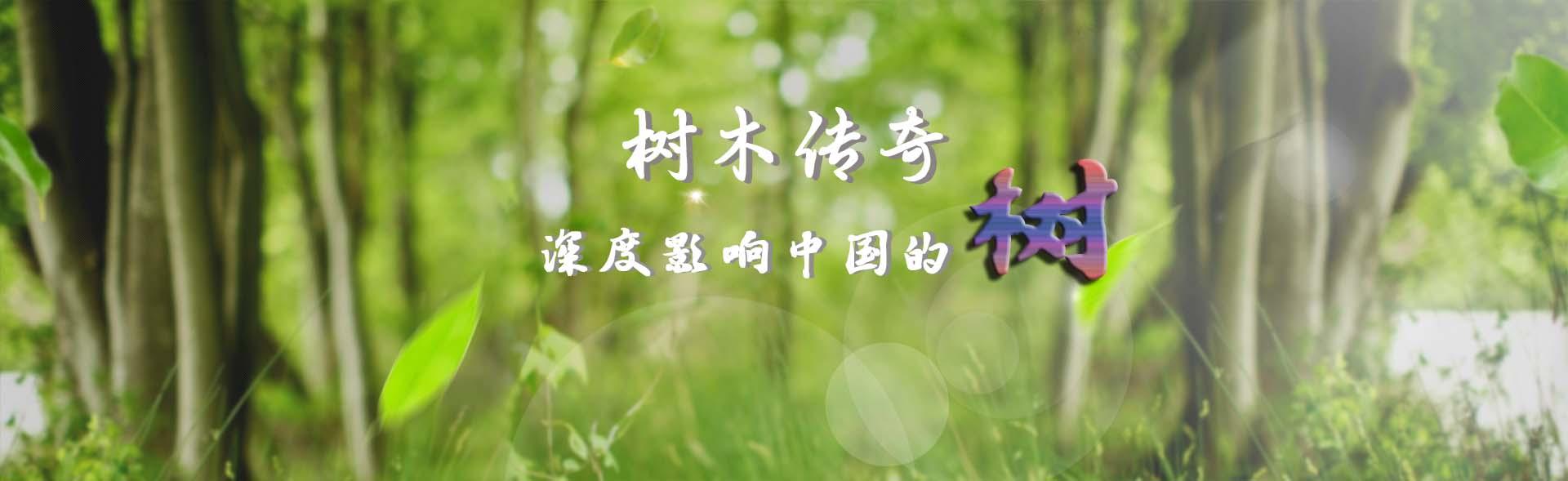 【树木传奇•深度影响中国的树】东方圣者耀中华——公孙树（银杏）