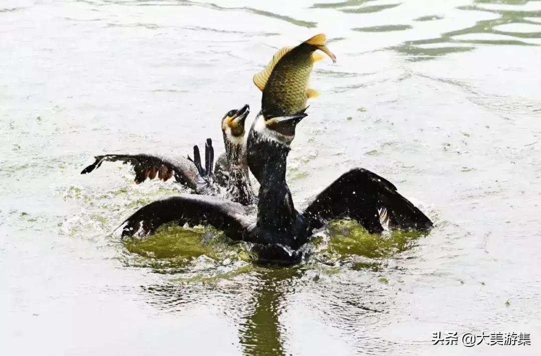 浍沟镇鸬鹚文化节,灵璧鸬鹚捕鱼节