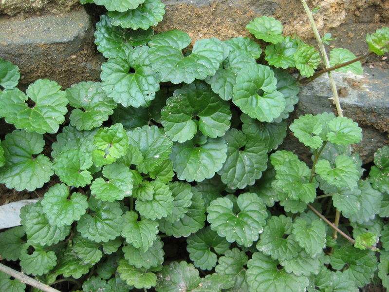 活血丹用什么土栽培,活血丹怎么种植