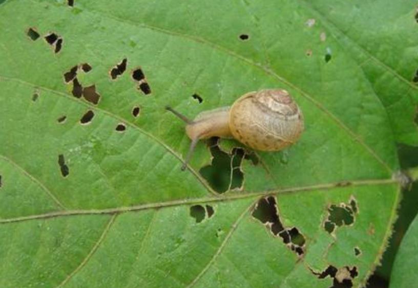 小桑果种植技术视频,桑葚树虫害防治