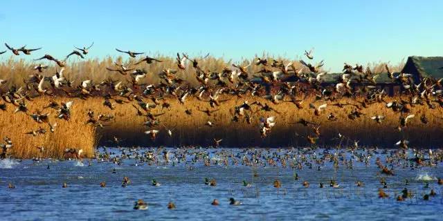 这才是上海最好的牛肉面,近期上海最牛的区