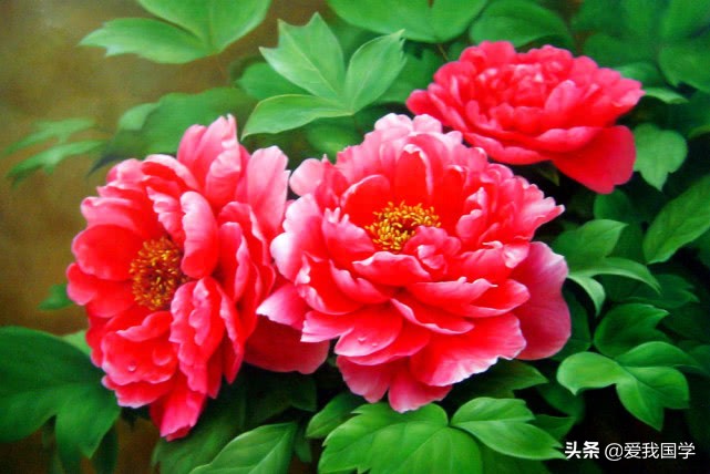 咏牡丹的经典诗词,历代牡丹诗