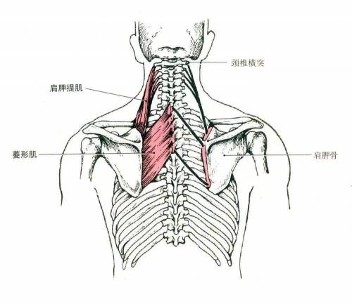 健身卧推肩胛骨缝隙疼怎么回事,新人卧推空杆都举不动怎么办