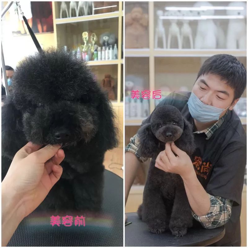 讲述宠物美容行业里拥有自己想要的人生