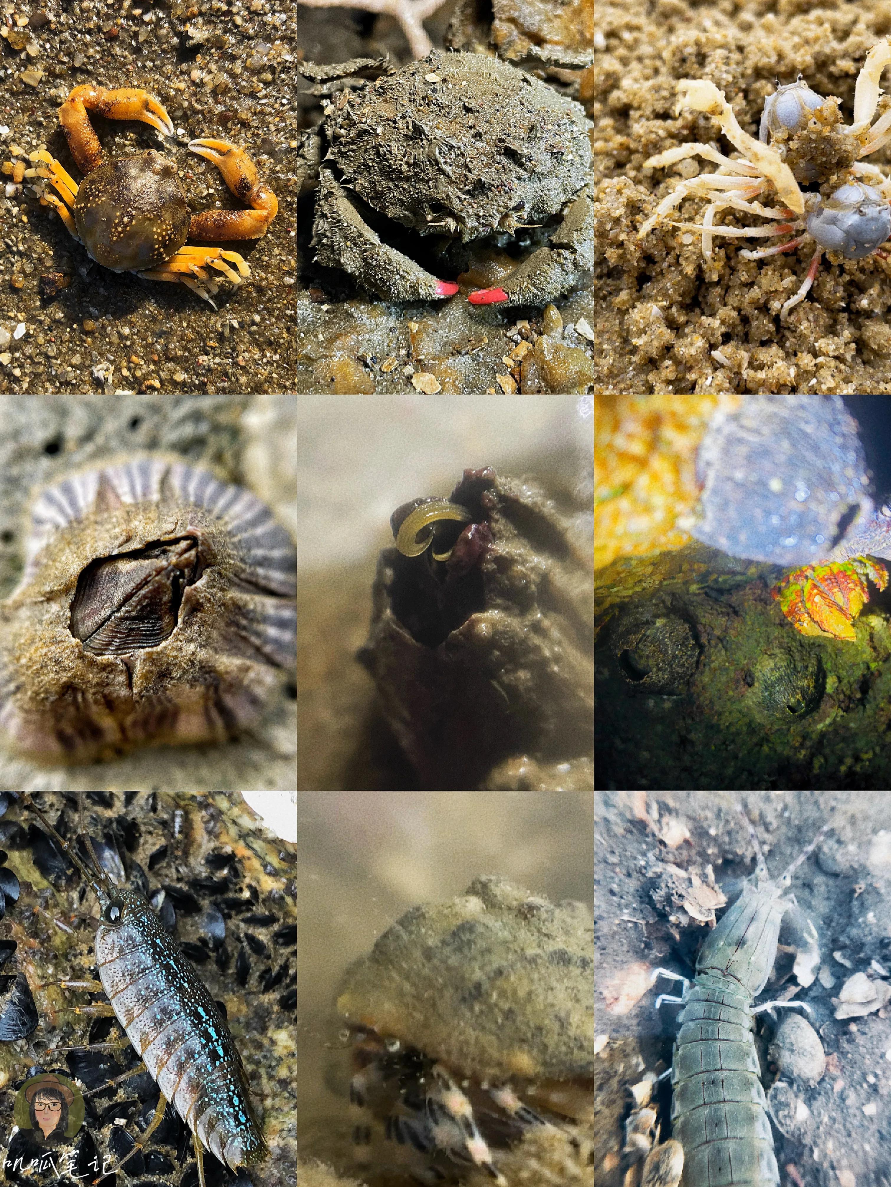 厦门赶海海怪,赶海十大奇怪生物