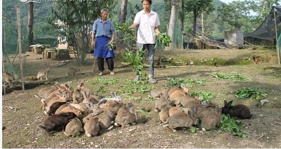 野兔散养需要什么条件,野兔怎样防害庄稼