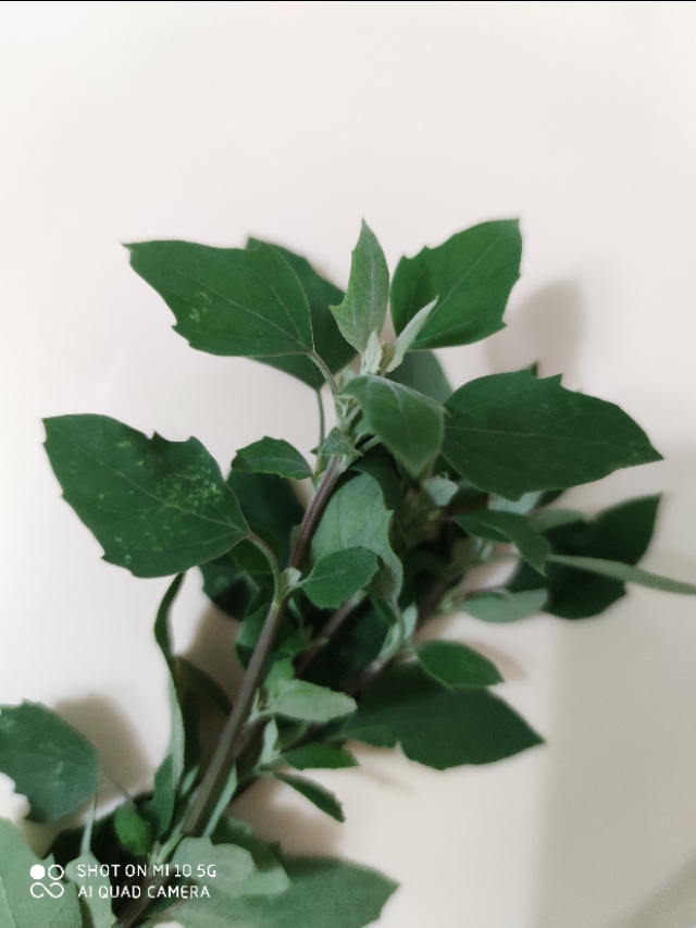 蚊子咬止痒最快的土法,蚊虫叮咬用什么草汁