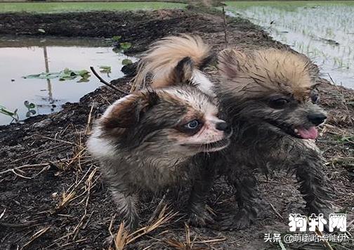 小博美清晨突然发疯一样跑,小博美在玩耍时很凶