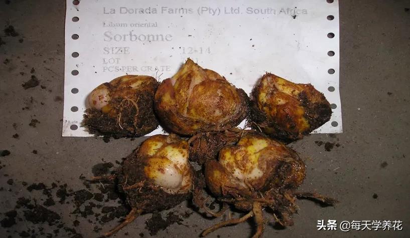 百合虫害的防治方法,百合病虫防治和管理