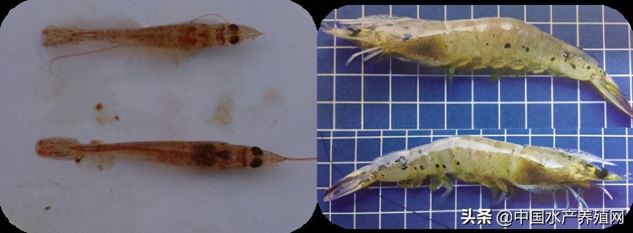 鱼病快速诊断与防病技术,鱼虾蟹病防治方法