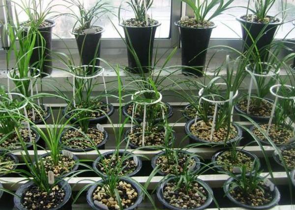 如何预防泥土生虫,如何预防土壤板结